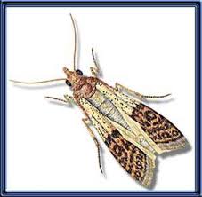 Even if it's a minor problem. Moths In My Kitchen Uconnladybug S Blog