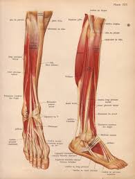 Check spelling or type a new query. Leg Ligaments Anatomy Anatomy Drawing Diagram