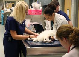 Boston children's at waltham has never been more proud to be part of the waltham community. Angell Animal Medical Center Veterinary Internships