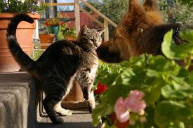 Get a free estimate today!. Pet Sitting Vs Pet Boarding What Is The Difference