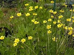 Image result for Ranunculus hispidus