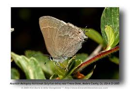 Image result for Satyrium