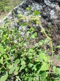 Image result for Helichrysum whyteanum