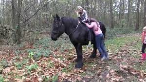 How about a clydesdale horse or a belgian draft horse for sale? My Belgian Draft Horse And My Grandchildren Youtube