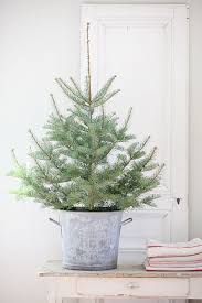 Small Live Tree In A Galvanized Bucket Dreamy Whites French Farmhouse Small Christmas Trees Simple Christmas Small Christmas Trees Decorated
