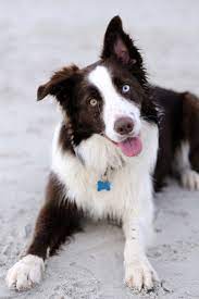 60 Animaux Aux Yeux Multicolores Dont Letrange Beaute Va Vous Eblouir Cute Dogs Breeds Border Collie Beautiful Dogs