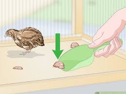 3 Ways To Treat Diarrhea In Button Quail Wikihow