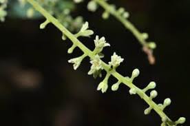 Image result for Embelia