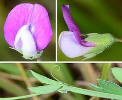 Image result for Lathyrus