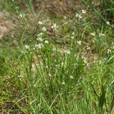 Image result for Cyperus nduru