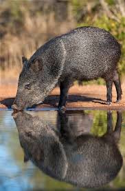 Understanding The Differences Between Javelinas And Feral Hogs Wild Wonderings Desert Animals Animals Wild Pig