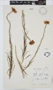 Image result for Callilepis laureola