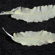 Image result for Sphaeranthus peduncularis