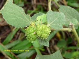 Image result for Urena