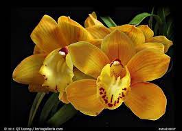 Picture Photo Cymbidium Shifting Sands Yellow Bird A Hybrid Orchid Orchids Beautiful Orchids Orchid Photo