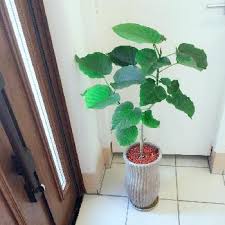 ハートの葉っぱの観葉植物 ウンベラータとは Greensnap グリーンスナップ