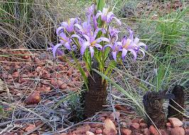 Image result for Xerophyta