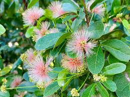 Image result for Pithecellobium