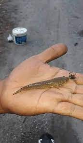 Makanan untuk mempercepat pertumbuhan ikan louhan, kandungan nilai gizinya berbeda dengan pakan ikan louhan biar cepat jenong dan juga untuk warna. 6 Tips Memancing Ikan Haruan Sri Rampai Fishing Tackle Facebook