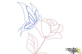 It should connect to the top of the abdomen on one side and the bottom of the forewing on the other. How To Draw A Butterfly On A Flower Drawingnow