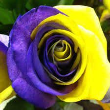 Rose wallpaper yellow rose nature wallpaper flower wallpaper hd wallpaper yellow wallpaper. You Ve Heard Of The Yellow Rose Of Texas How About The Purple Gold Rose Of Louisiana Geaux Tigers Beautiful Rose Flowers Flowers And Bees Beautiful Roses