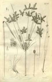 Image result for Cyperus alopecuroides