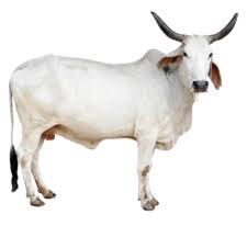 Pets, wild animals, birds, sea animals, mammals, insects, and domestic animals name (janwar ke naam). Domestic Animals Name In English With Hindi Shiv Kids Education
