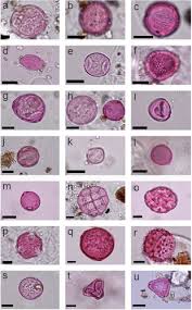 Image result for Ascolepis capensis