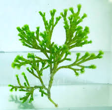 Image result for Macrotyloma tenuiflorum