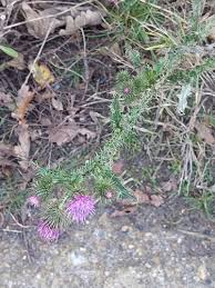 Image result for Astripomoea grantii