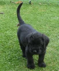 Kerry blue terrier puppies for sale in north carolina. Kerry Blue Terrier Puppies For Sale Reno Nv 153986