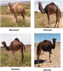 When he was born, queen victoria was still on the throne. Genetic Variability Of Dromedary Camel Populations Based On Microsatellite Markers Sciencedirect