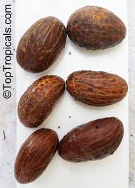 Image result for Garcinia pachyclada