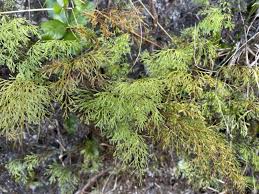 Image result for Lindsaeaceae