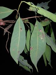 Image result for Pouteria pseudoracemosa