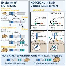 Human chromosomes 2.there are two types of chromosomes. Human Specific Notch2nl Genes Affect Notch Signaling And Cortical Neurogenesis Cell