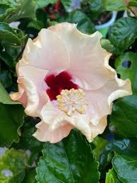 Hibiscus Flowers Home Facebook
