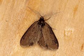 Image result for Psyche casta