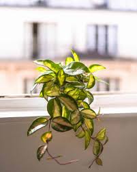 Maybe you would like to learn more about one of these? Hoya Carnosa Care Guide Propagation Watering Advice