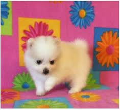Hide this posting restore restore this posting. Puppies For Adoption Colorado The Y Guide