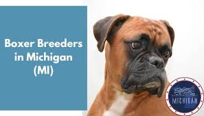 See more of boxer puppies florida jacksonville hamlet glen boxers on facebook. 11 Boxer Breeders In Michigan Mi Boxer Puppies For Sale Animalfate