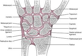 Measurement Of Range Of Motion Of The Wrist And Hand