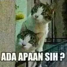 Stiker wa numpang lewat / cute duduu for android apk download cikal bakal stiker pentol ini sebenarnya berasal dari aplikasi line yang terkenal dengan stiker quby. Paling Populer 15 Gambar Lucu Numpang Lewat Bro Gambar Lucu Banget