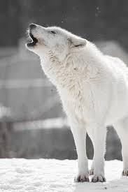 Learn about the arctic wolf, as well as the threats it faces, what wwf is doing to conserve its future, and how you can help. Arctic Wolf Arctic Wolf Baby Wolves Wolf Dog