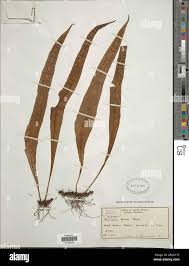 Image result for Andropterum stolzii