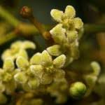 Image result for Secamone filiformis