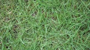 Rumput grinting memiliki kelebihan tersendiri diantara jenis jenis rumput lain. Rumput Stock Video Footage 4k And Hd Video Clips Shutterstock