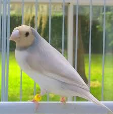 Fast Next Day Shipping Rare Lady Gouldian Finch Finches Bird Pets For Sale Most Beautiful Birds