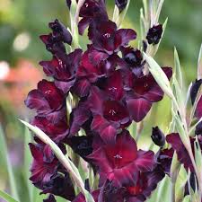 Image result for Gladiolus pretoriensis