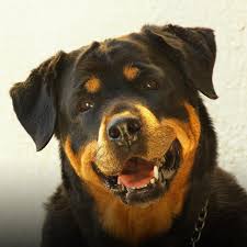 10 most dangerous dog breeds. Are Rottweilers Dangerous Dogs